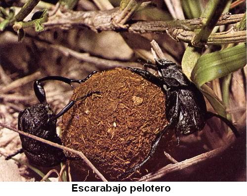 Escarabajo pelotero.jpg